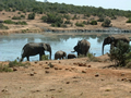Addo Waterhole, Addo Elephant National Park, &copy;Audrey Nattrass